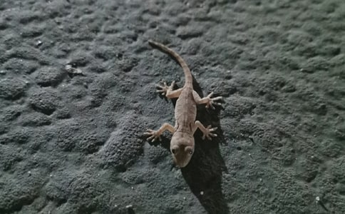 ̰Сڻβ