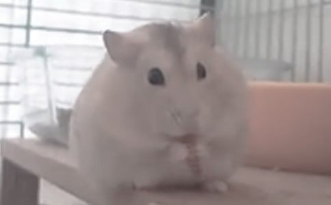 仓鼠观察日记