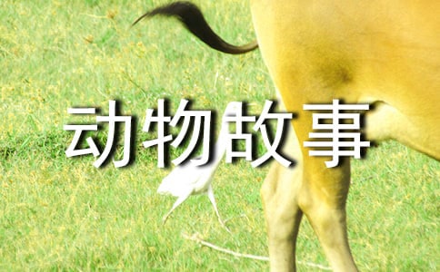 【热门】西顿野生动物故事集读后感
