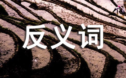偶尔的反义词