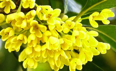 【必备】桂花小学作文合集5篇