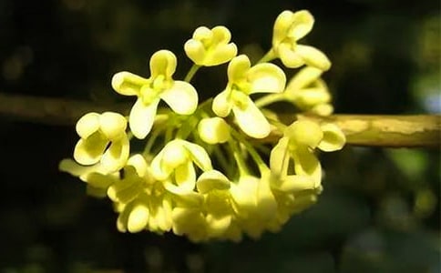 桂花的唯美句子短句朋友圈