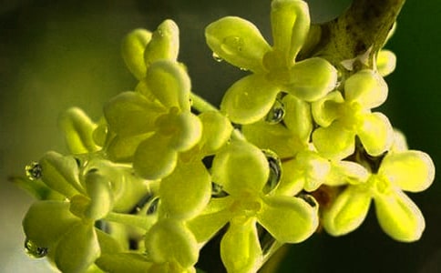 桂花香的唯美句子