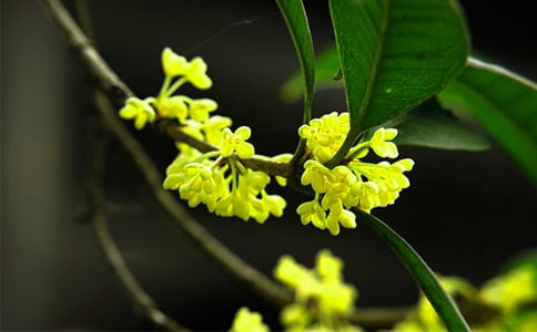 关于桂花小学作文锦集五篇