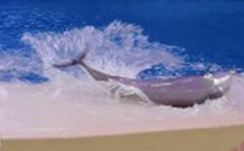 蓝色的海豚岛读后感集合[15篇]