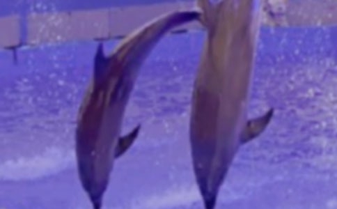 《蓝色的海豚岛》读后感