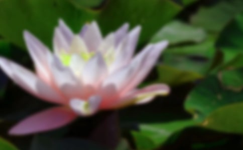 关于荷花小学作文300字三篇