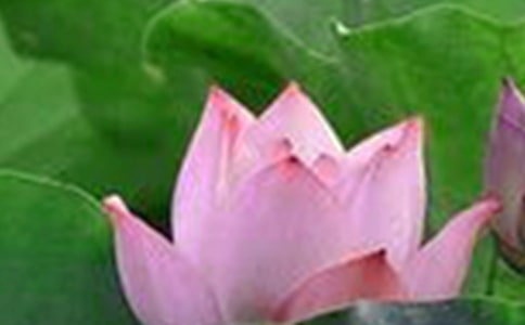 关于荷花教案范文5篇