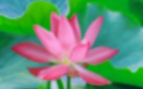 关于美丽的荷花小学作文300字五篇