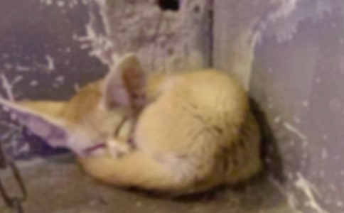 《再被狐狸骗一次》读后感