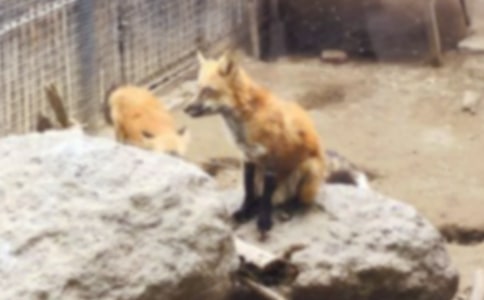 再被狐狸骗一次读后感