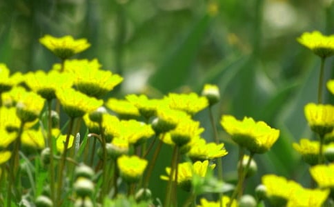 《美丽的花朵》教案