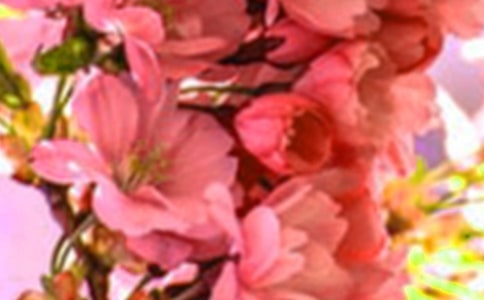 花朵的拟人句(14篇)