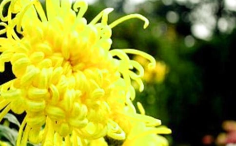 骄傲的野菊花唯美文章