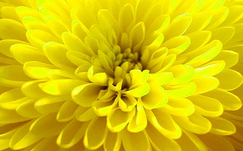 关于小学三年级菊花作文三篇