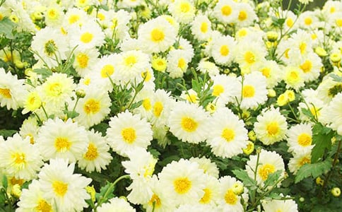 菊花的古诗