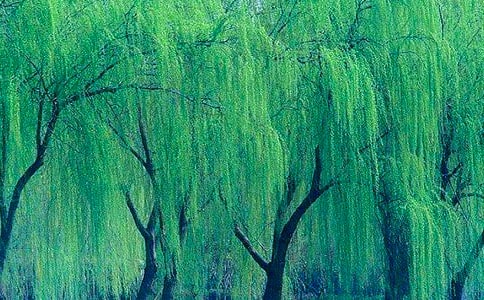 《柳树姑娘》教案