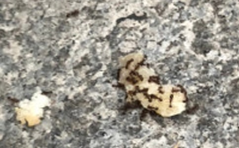 蚂蚁小学作文