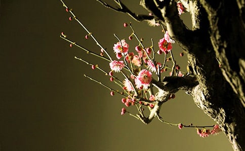梅花唯美诗词座右铭大全（精选50句）