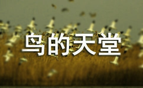有关鸟的天堂教案3篇