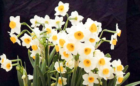 水仙花观察日记