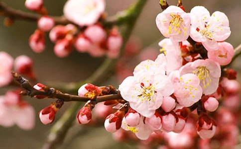 关于桃花的拟人句5篇