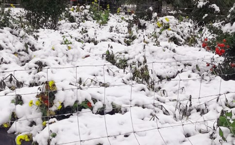 有关下雪的日记模板汇编6篇