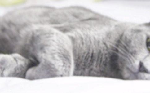 小班教案《小猫在哪里》
