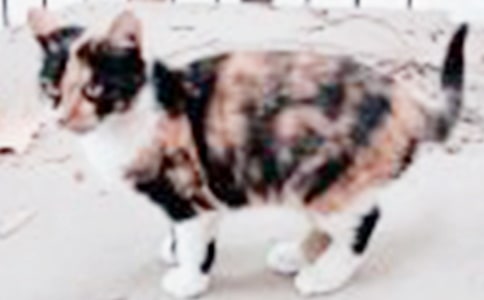 小班小猫教案