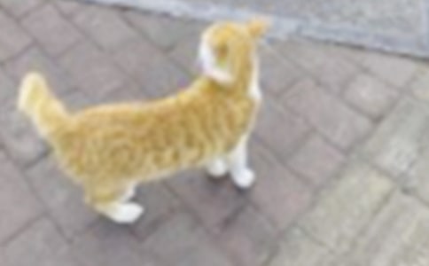 小猫的日记通用