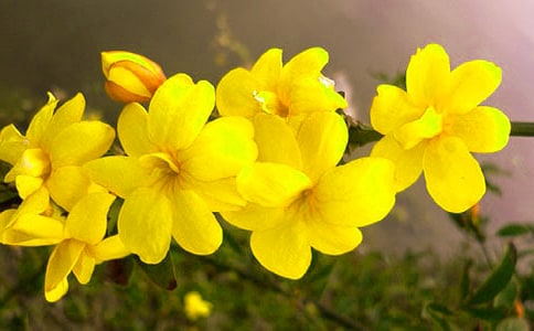 《迎春花》教案