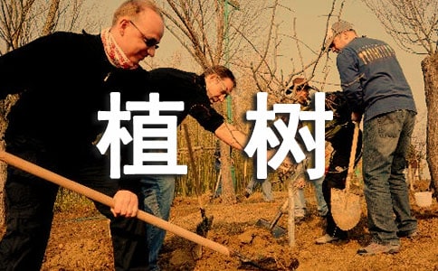 植树造林的宣传标语