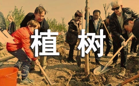 植树的日记大全