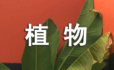 植物的日记