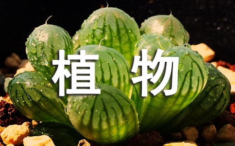【精品】多肉植物观察日记三篇