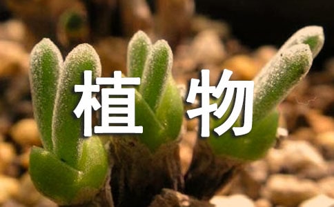 保护绿色植物的建议书