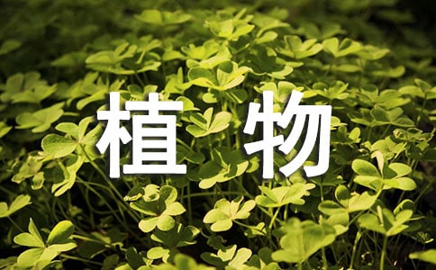 关于植物的日记