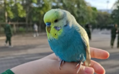 Сѧ